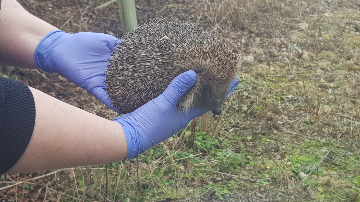 Meet Waterside’s newest, spikiest residents